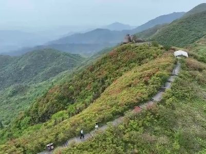 七星岭杜鹃花盛开引客来