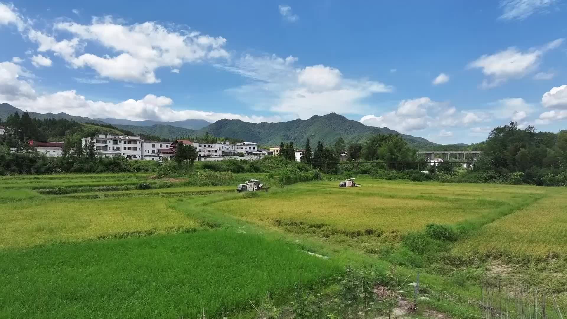 夏日炎炎“双抢”忙