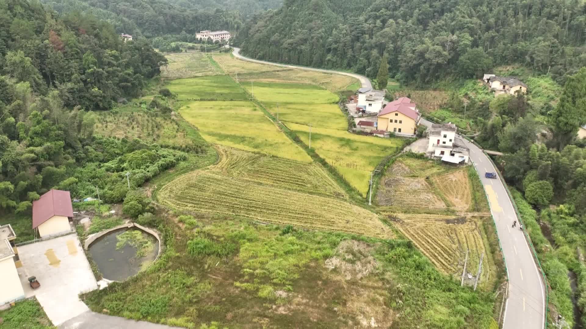 又“稻”一年丰收季 “丰”景这边独好